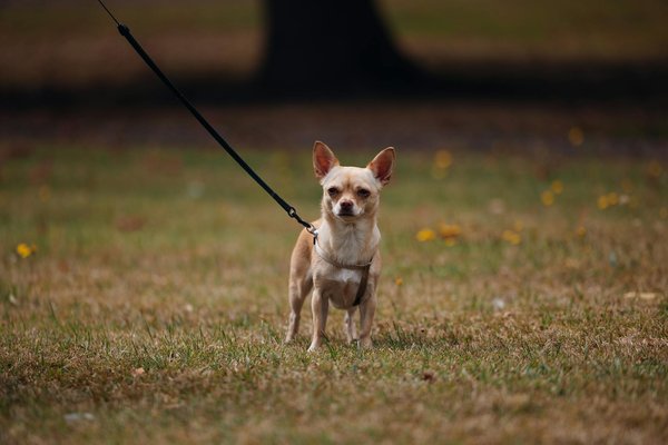 Wie kann die De-Automobilisierung den LÃ¤rmschutz in StÃ¤dten verbessern?
