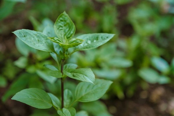 Wie kann der 3D-Druck von Biopolymeren zur Herstellung umweltfreundlicher Verpackungsmaterialien beitragen?