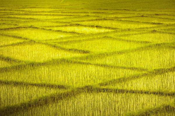 Wie kann man die Qualitätssicherung in der Softwareentwicklung durch automatisierte Tests verbessern?